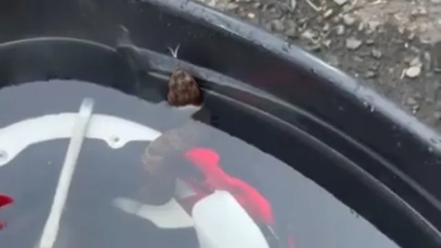 Cobra venenosa encontrada dentro de capacete de aluno de liceu nos EUA