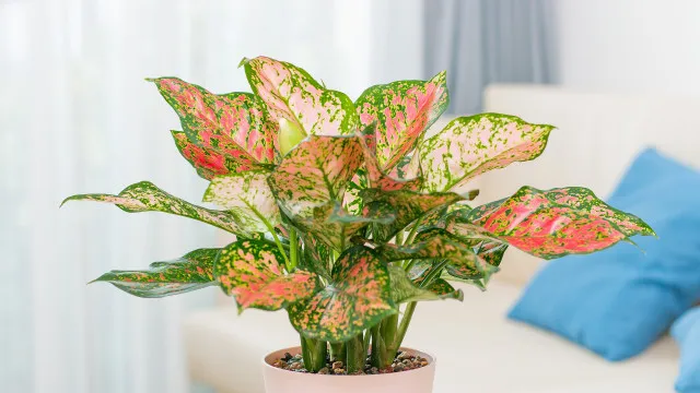EsqueÃ§a a Espada de SÃ£o Jorge... 8 plantas fÃ¡ceis de cuidar para a casa