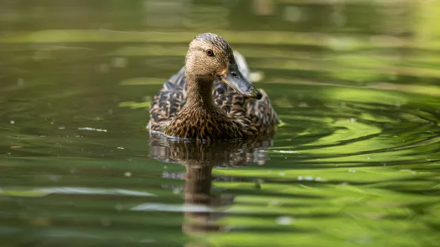 
                    Mais análises, 40 patos mortos e outros recuperam: Que se passa no Porto?
                