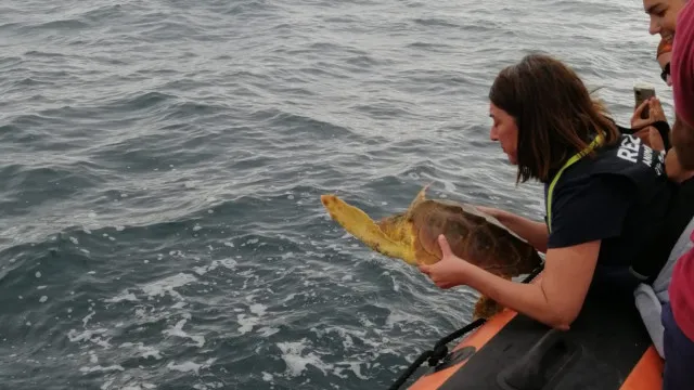 
                    Duas tartarugas reabilitadas foram libertadas ao largo de Aveiro
                