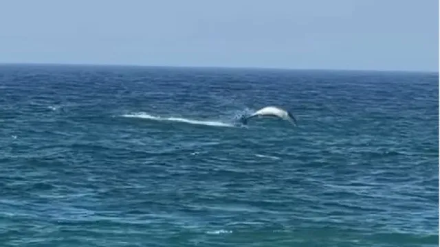 "Melhor que o eclipse". Golfinhos surpreendem banhistas em Santa Cruz