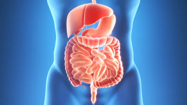 O que acontece (ao corpo) se deixar de comer produtos de origem animal?