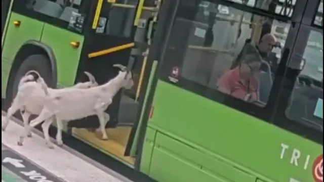 
                    Duas cabras invadem em autocarro nos Estados Unidos... e há vídeo
                
