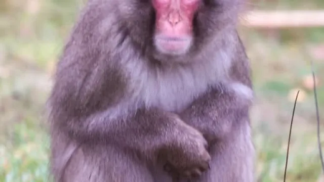 
                    Macaco fugitivo regressa a zoo na Escócia após escapar durante a noite
                