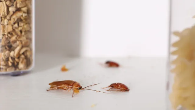 
                    Cuidado! Estes itens básicos podem ser 