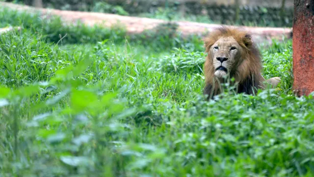 
                    Leão visto em Espanha? Guardia Civil procura animal (que pode ser outro)
                