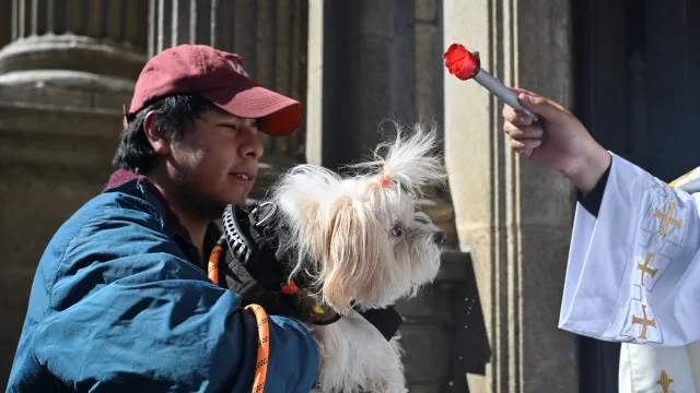 
                    Dezenas de cães abençoados durante missa na Bolívia. E há imagens
                