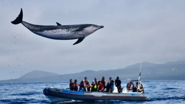 
                    Já viu um golfinho a 'voar'? Nos Açores, isto aconteceu (e não é IA)
                