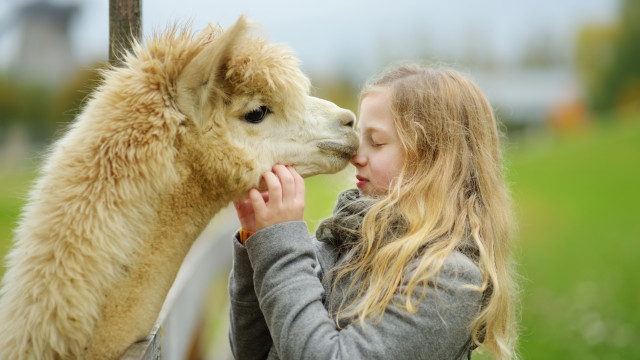 Quer ser tratador de alpacas por um dia? Eis 4 quintas para escapadinhas
