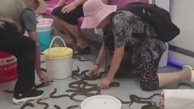 Vídeo. Dezenas de enguias à solta em metro na China: “Achei serem cobras”