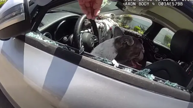 
                    Cinco cães resgatados por polícia de interior de carro nos EUA. Há vídeo
                