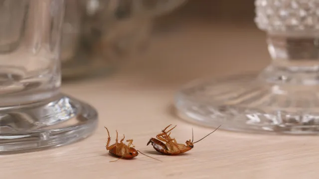 
                    Acumula isto em casa? Pode estar a atrair baratas sem se dar conta
                