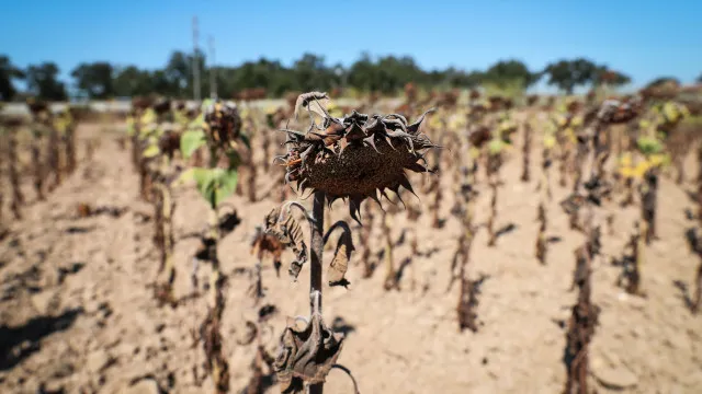 
                    Calor e seca pressionam culturas de verão em Portugal sem alterar previsões
                