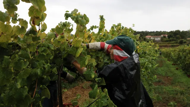 
                    Com chuva a vindima também se faz e inclui lanche, vinho e convívio
                