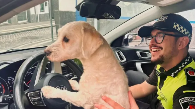 
                    Dia do Cão: Autoridades apresentam 