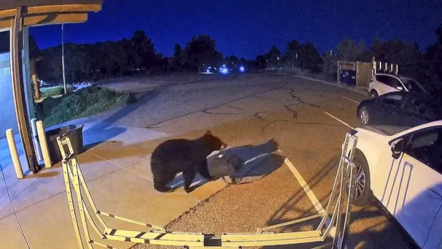 
                    Urso-negro apanhado a roubar quartel dos bombeiros do Colorado. Há vídeo
                