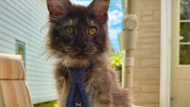 
                    EUA. Gato quebra recorde do Guinness após nascer com... 29 dedos
                