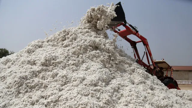 
                    Moçambique quer aumentar produção de algodão para 60 mil toneladas/ano
                