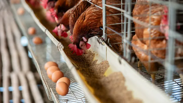 Doença de Newcastle nos Açores. É seguro consumir carne de aves? E ovos?