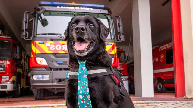 
                    Buddy morreu e deixou bombeiros em luto. 
