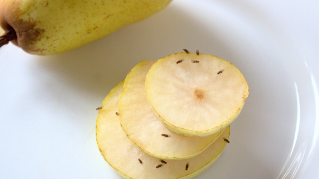 Fim das pragas: O truque de limpeza que vai afastar as moscas das frutas