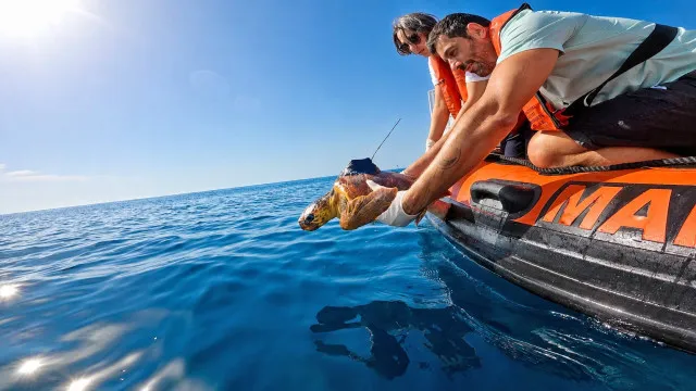 
                    Zoomarine cuidou, Marinha ajudou: Tartarugas Xianna e Xaloc voltam ao mar
                