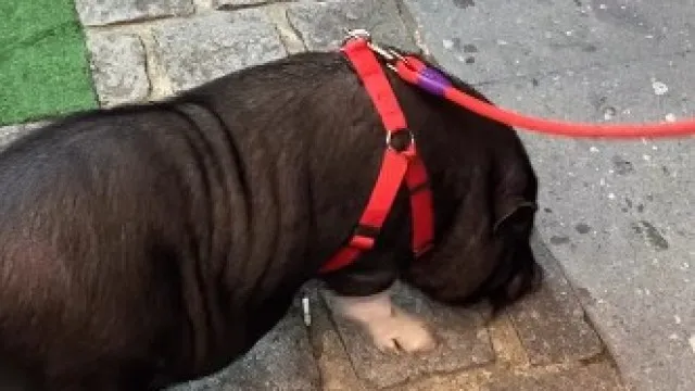 
                    Mulher passeia porco com trela e peitoral em Famalicão. Chama-se Pepe
                