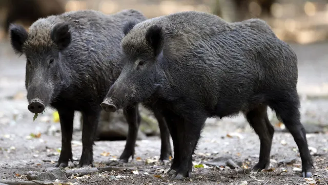 
                    Mação procura soluções para travar presença de javalis nas aldeias
                