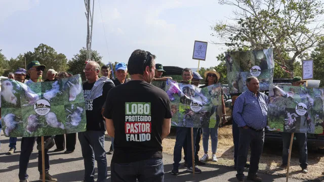 
                    Pastores reclamam pagamentos atempados face a ataques de lobos
                