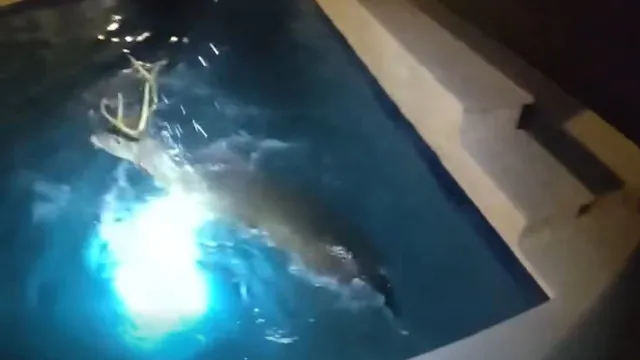 
                    Veado entra em propriedade, é perseguido e acaba a banhos... na piscina
                