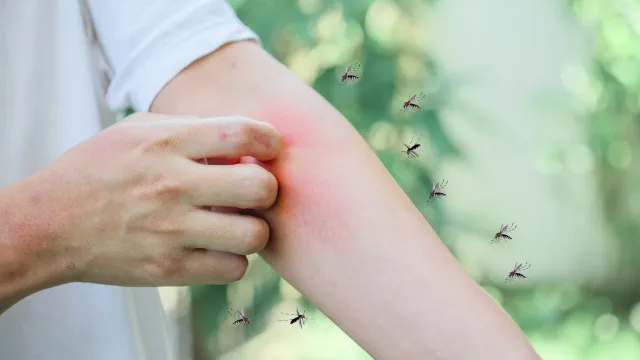 
                    É por causa disto que os mosquitos picam mais algumas pessoas que outras
                