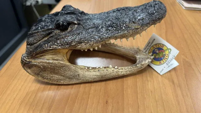 
                    Cabeça de crocodilo 