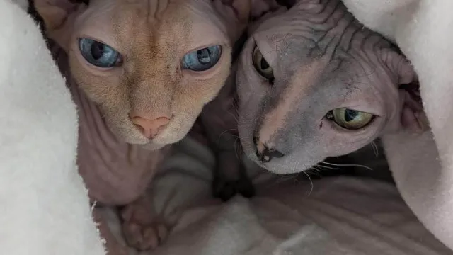 
                    Assaltam apartamento em Lisboa para levar gatos-esfinge: 