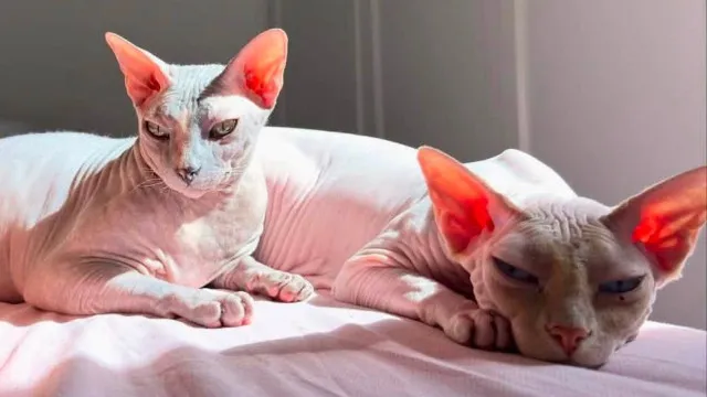 
                    Gatos-esfinge continuam desaparecidos. 