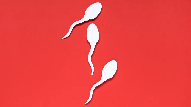 
                    Relações sexuais todos os dias reduz a quantidade de espermatozoides?
                