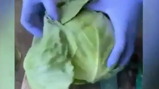 
                    Cerca de 907kg de metanfetaminas escondidas em repolho: Vídeo mostra como
                