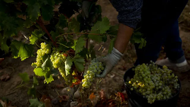 
                    Apoio de 12 milhões para o Douro será pago em função da quantidade de uva
                