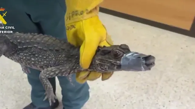 
                    Jacaré encontrado debaixo de carro nas Canárias. Polícia procura dono
                