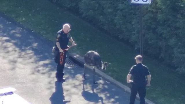 
                    Emu escapa de zoo em Nova Iorque. Resgate envolve agentes e até... drone
                