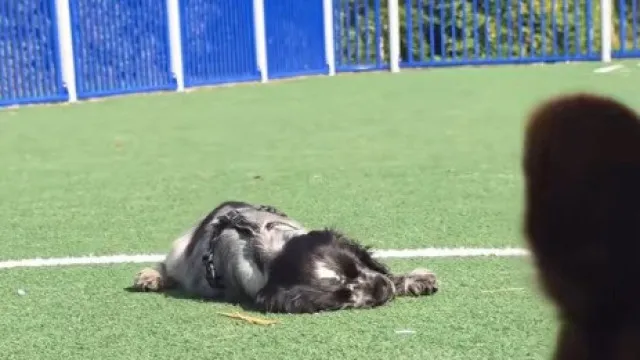 
                    Cão com condição rara adormece sempre que fica eufórico. Internet adora-o
                