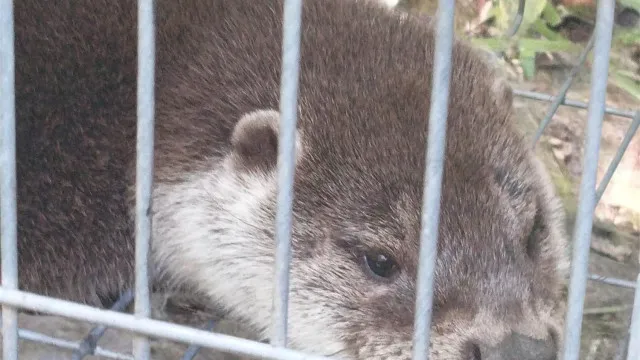 
                    Lontra presa em armadilha resgatada pela GNR em Amarante
                
