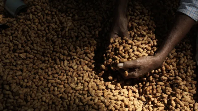 
                    Organização norueguesa estuda exportação de amendoim em Moçambique
                
