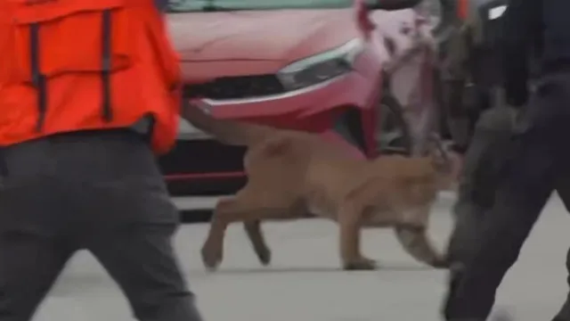 
                    Puma nas ruas de São Francisco gera alerta. Foi depois solto na natureza
                