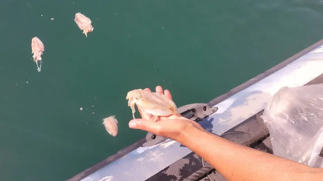 
                    Polícia Marítima apanha 11 barcos de recreio em infrações em apenas 24h
                