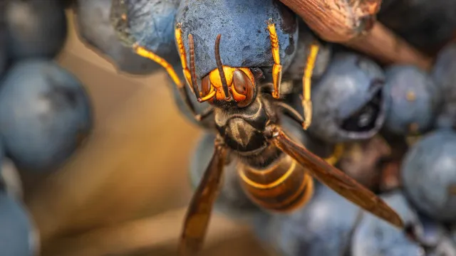 
                    Fim do verão traz mais vespas asiáticas. Eis a justificação e os alertas
                
