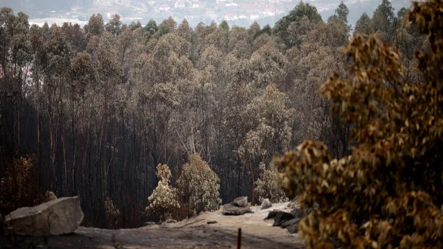 
                    Mais de 80 concelhos de nove distritos em perigo máximo de incêndio
                