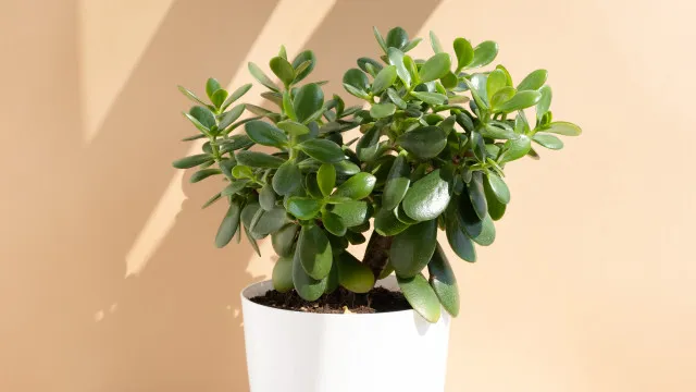 
                    O que a sua planta jade precisa para se manter brilhante durante o outono
                