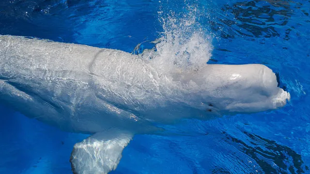 
                    Morreram os belugas canadianos transferidos para o estrangeiro
                