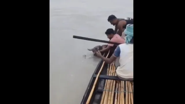 
                    Elefante bebé é arrastado por corrente. Foi salvo e reencontrou a mãe
                