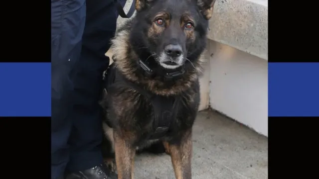
                    Kylo morreu durante tiroteio nos EUA. Era o último turno como cão polícia
                
